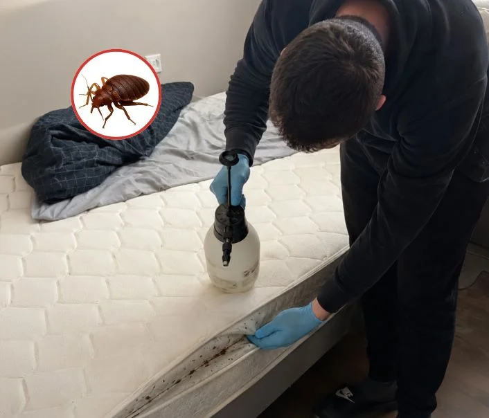 Technicien traitant un matelas contre les punaises de lit à Frémécourt